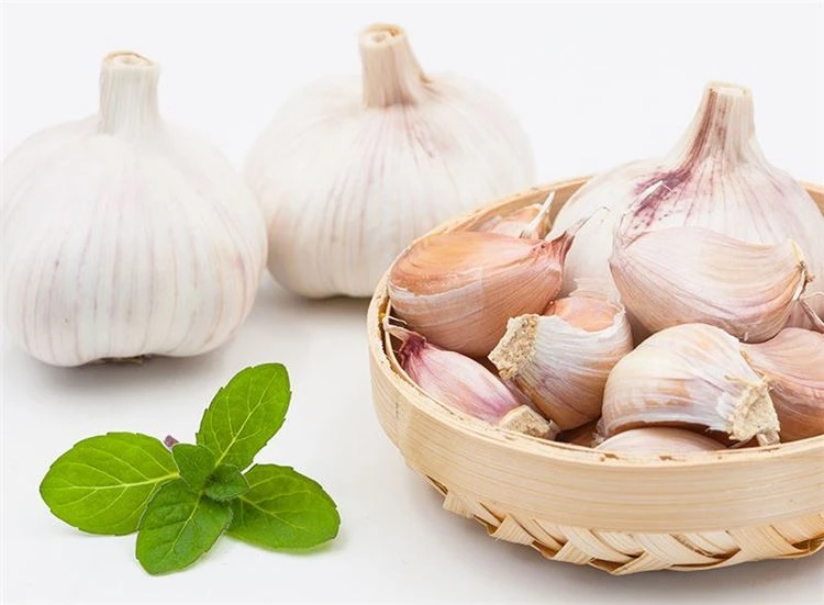 Fresh white garlic in brine in plastic drums