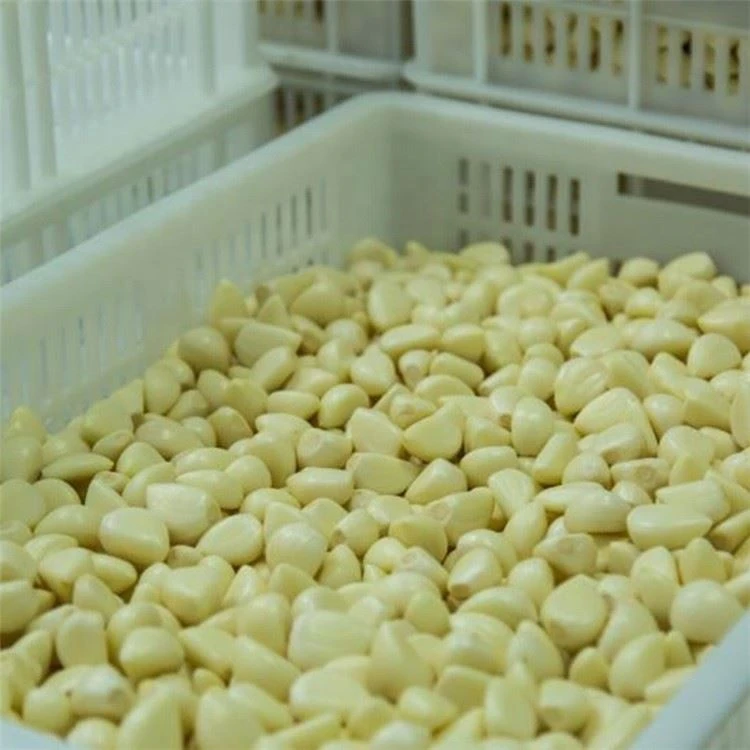 Factory peeled white garlic in brine in drums