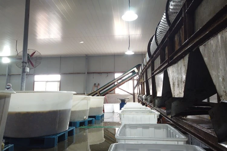 Factory white mushroom in drums