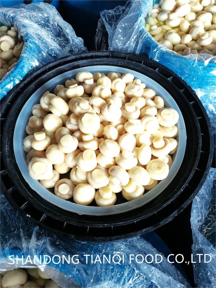 High quality white button mushroom in brine in drums
