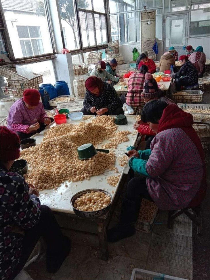 Wholesale normal white garlic in brine in drums