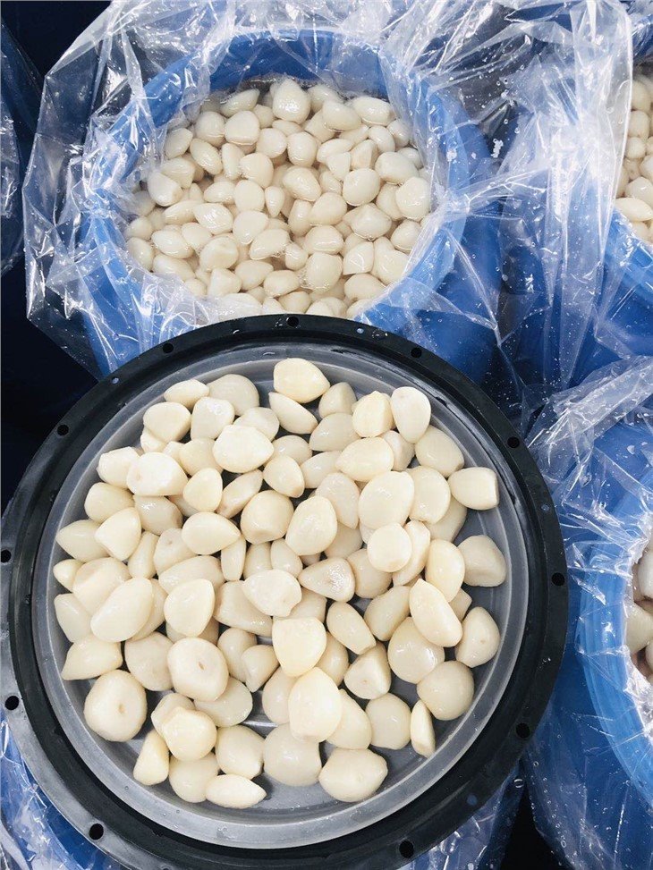 Good quality white garlic in brine in drums factory