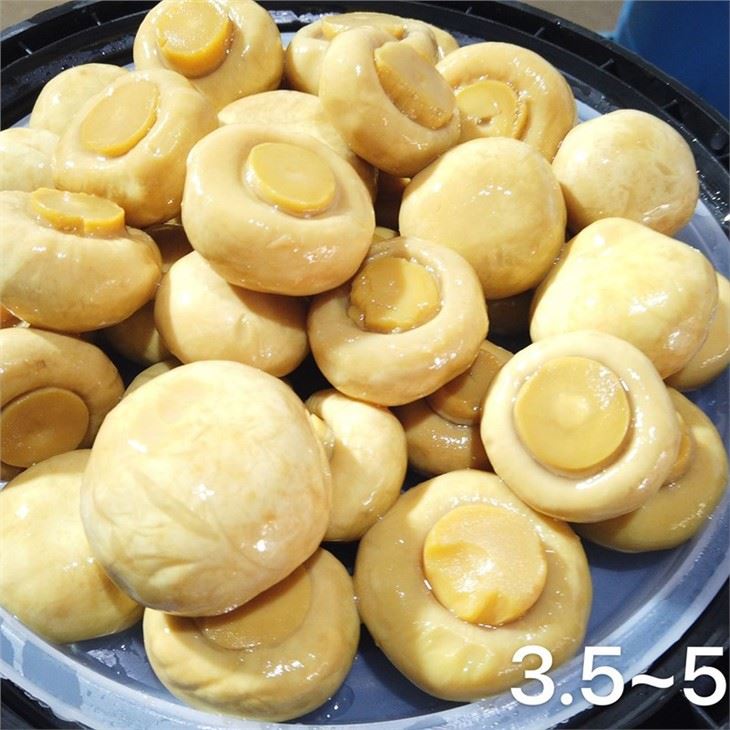 Big champignon mushroom in brine in drums
