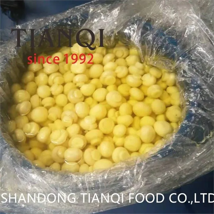 Cultivated Whole white button mushroom in SO2 in Plastic Drum