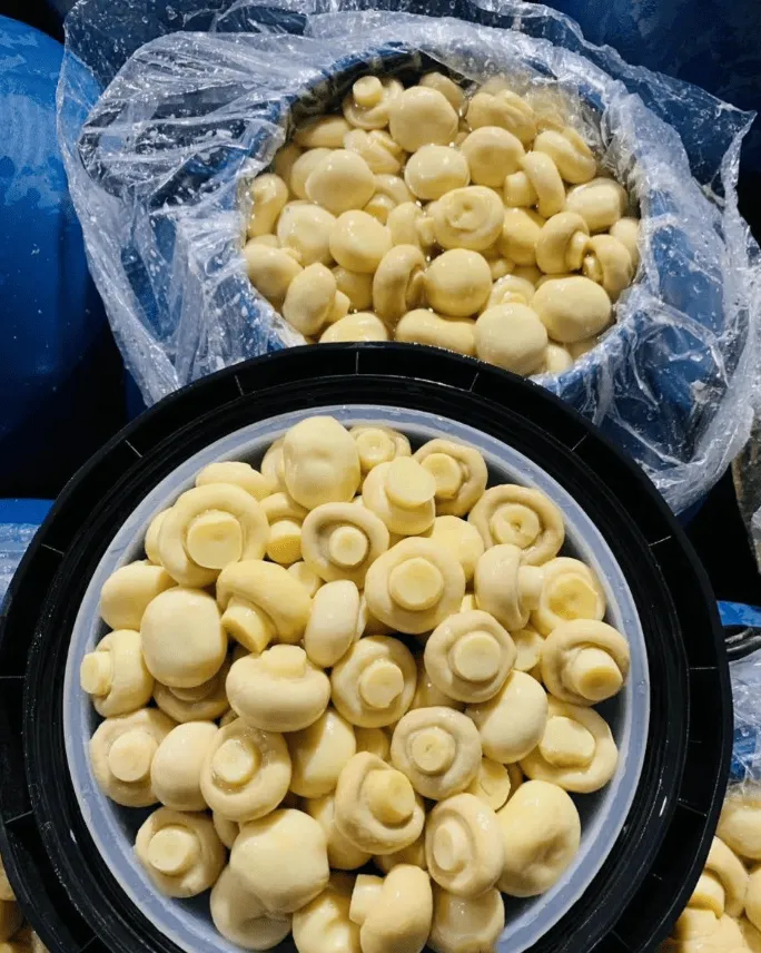 50kg de bolets en bidons